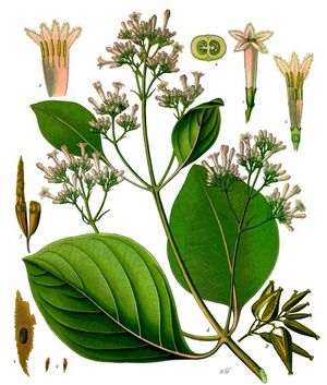 Cinchona pubescens - Köhler–s Medizinal-Pflanzen-161.jpg