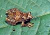 Cophyla occultans.jpg