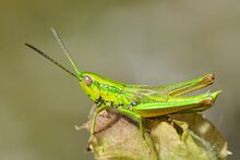 Euthystira brachyptera male (31838995896).jpg
