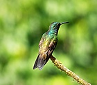 Garden Emerald. Chlorostilbon assimilis - Flickr - gailhampshire.jpg