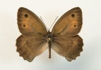 Hyponephele lycaon male.jpg