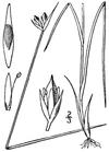 Juncus stygius BB-1913.png