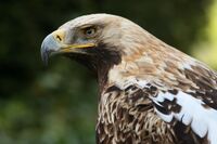 Kaiseradler Aquila heliaca amk.jpg