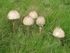 Macrolepiota proc.JPG