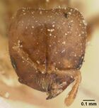 Melissotarsus insularis casent0101094 head 1.jpg