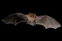 Myotis-emarginatus.jpg