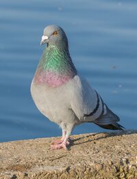 Paloma bravía (Columba livia), Palacio de Nymphenburg, Múnich, Alemania01.JPG