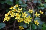 Senecio angulatus 002.jpg