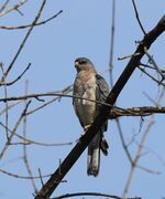 Accipiter brevipes, Volgograd, Russia 02.jpg