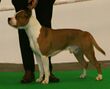 American Staffordshire Terrier 4.jpg