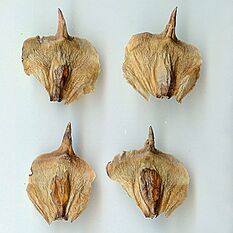 Araucaria columnaris seeds.jpg
