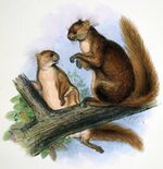 Belomys pearsonii.jpg