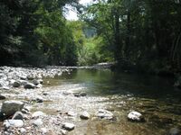 Big sur campground stream flowing through trees.jpg