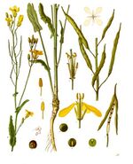 Brassica napus - Köhler–s Medizinal-Pflanzen-169.jpg