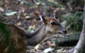 Bushbuck1.jpg