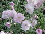 Dianthus gratianopolitanus0.jpg