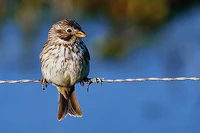 Emberiza calandra.jpg
