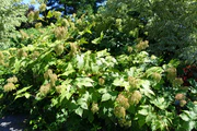 Filipendula camtschatica - Coastal Maine Botanical Gardens - DSC03095.jpg