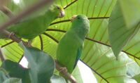 Forpus passerinus-Venezuela-8a.jpg