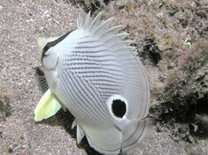 Four-Eye Butterflyfish.jpg