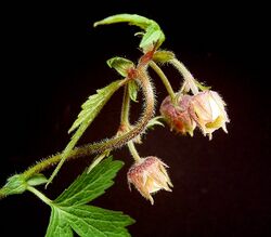 Geum rivale3 ies.jpg