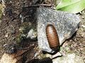 Giant pill millipede-2-bsi-yercaud-salem-India.JPG