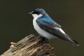 Mangrove Swallow.jpg