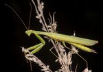 Mantis religiosa MHNT entière.jpg
