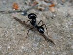 Messor barbarus03.jpg