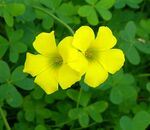Oxalis-pes-caprae-16c-Zachi-Evenor.jpg