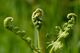 Pteridium aquilinum Paslieres 2013-05-12 n01.jpg