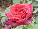Rosa sp.215.jpg