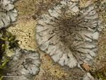 Salted Shell Lichen (4502430669).jpg