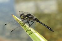 SchwarzeHeidelibelle m2.JPG