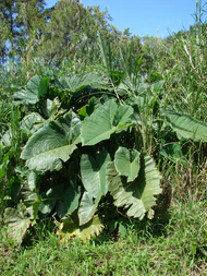 Starr 070306-5238 Xanthosoma robustum.jpg