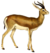 The book of antelopes (1894) Gazella isabella (white background).png