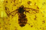 Titanomyrma gigantea 01.jpg