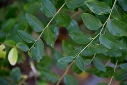 Ziziphus jujuba in Jardin des Plantes de Toulouse 01.jpg
