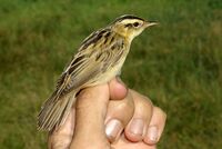 Acrocephalus paludicola 5 by-dpc.jpg