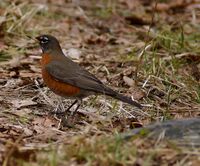 American Robin at Beacon Hill Park.jpg