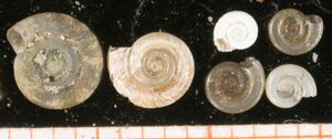Anisus vorticulus