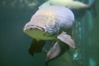 Arapaima (Arapaima gigas) 5.jpg