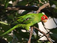 Aratinga -San Francisco -feral parrot-8.jpg