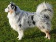 Australian Shepherd Blue Merle.jpg