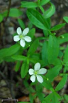 Bluntleaf Sandwort.jpg