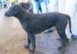 Curly Coated Retriever.jpg