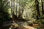Forest of nisene marks (8256195347).jpg