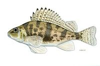 Gymnocephalus baloni Széles durbincs.jpg