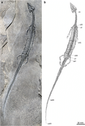 Honghesaurus.png