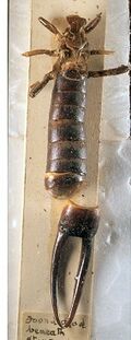 Labidura herculeana.jpg